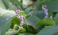 Lily of the valley Convallaria majalis Rosea, rose flowers Royalty Free Stock Photo